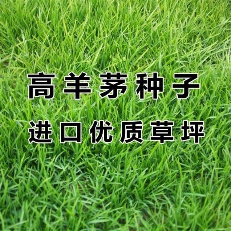 曲靖高羊茅种子