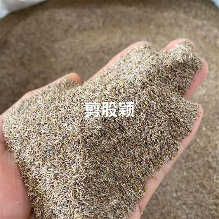 伊春剪股穎種子 純度高發(fā)芽率快