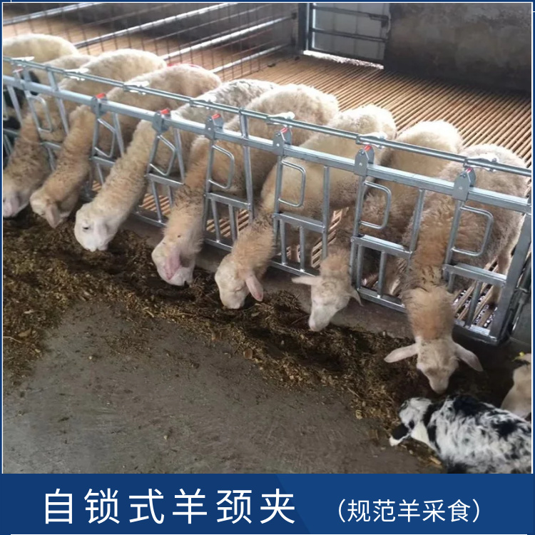 青島畜牧養羊設備廠家 濕度控制 適用于多種養殖方式