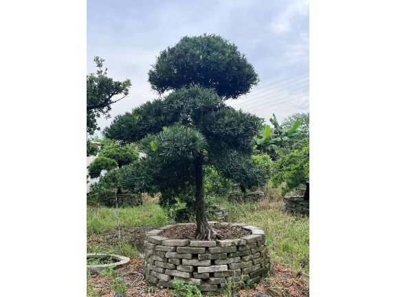 北京罗汉松艺术盆景采购,盆景