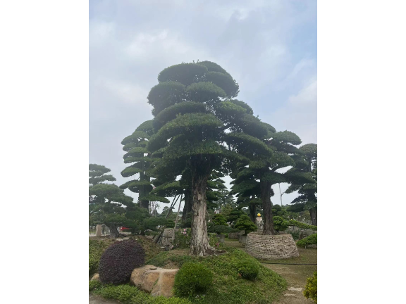 浙江景观艺术盆景,盆景