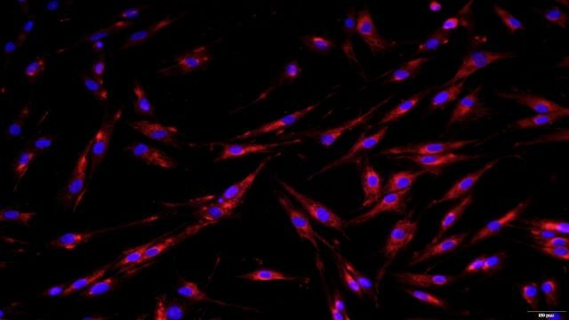 肾近曲小管上皮细胞细胞供应商家 无锡菩禾生物医药技术供应