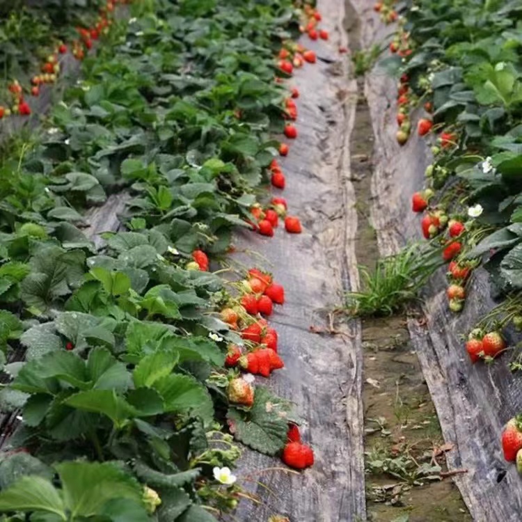 草莓膜_山東虹豐塑業有限公司