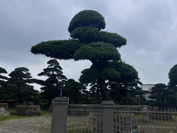 天津大型罗汉松艺术盆景苗圃基地,盆景