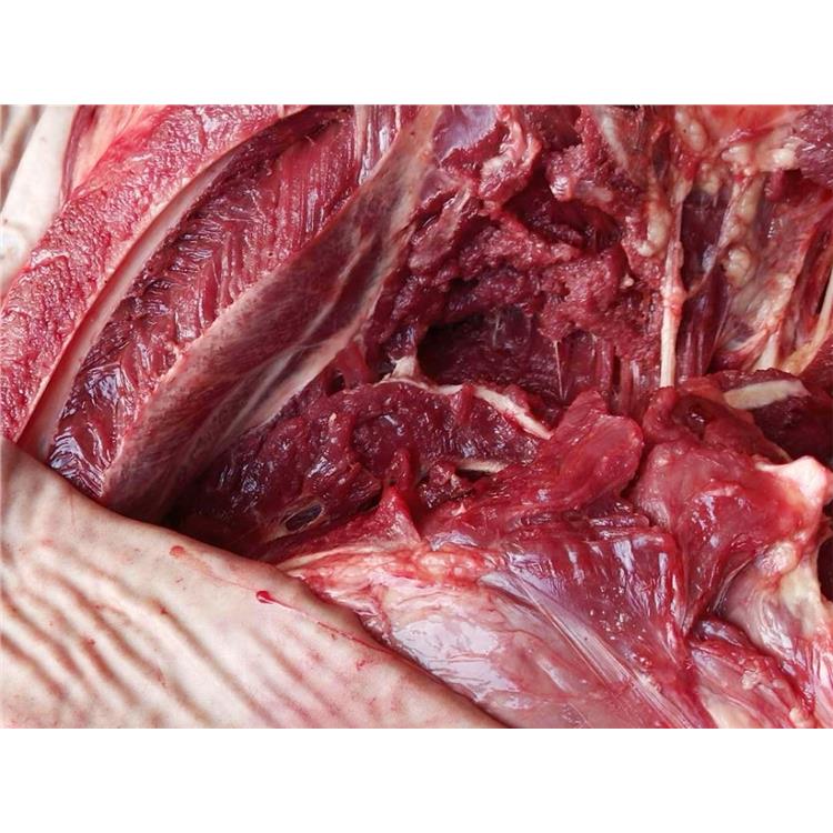 鮮驢肉 陽泉供應驢鞭板腸 直銷價