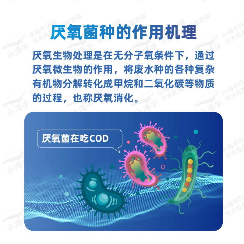 山東小海牛厭氧加強菌種污水處理菌劑降COD 