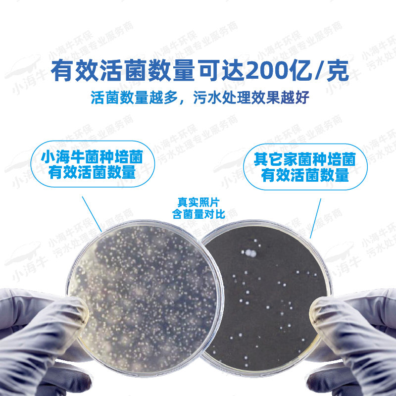 山東小海牛反硝化菌脫氮復合菌降解去除總氮缺氧池污水處理菌劑