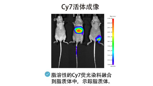 浙江ivis荧光染料,荧光染料