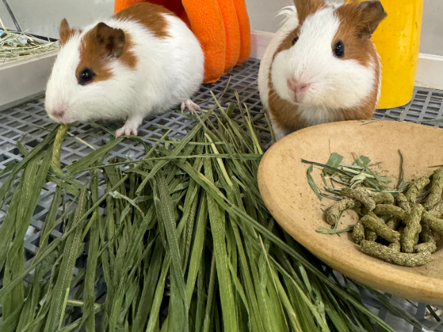 上海網紅異寵飼養方法 上海佳綺寵物服務醫療供應