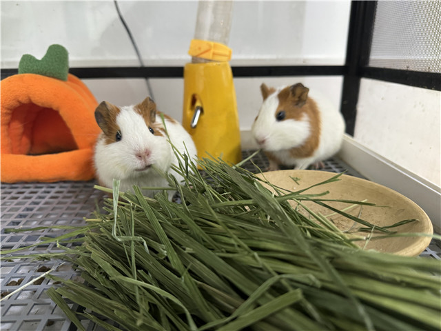 上海蜥蜴異寵飼養服務 上海佳綺寵物服務醫療供應