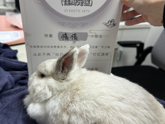上海蛇類異寵商店推薦 上海佳綺寵物服務醫療供應