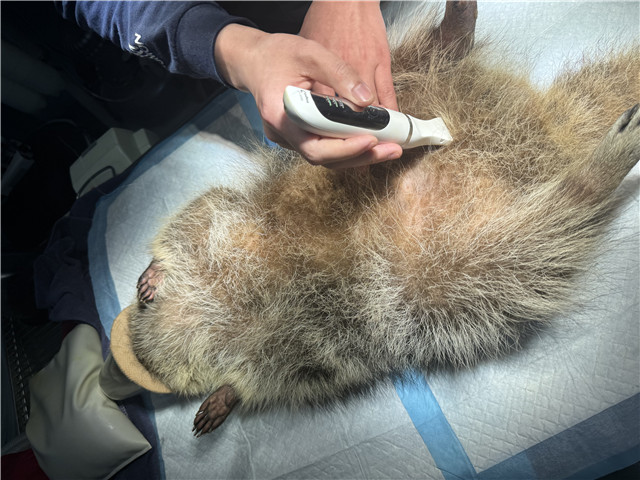 上海猴子異寵服務教程 上海佳綺寵物服務醫療供應