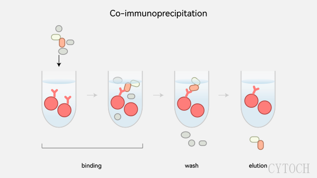 苏州Protein AG*沉淀实验原理,*沉淀