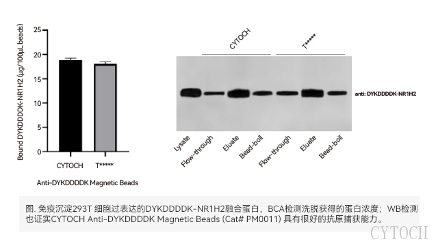 苏州Protein AG*沉淀实验原理 上海世途科生物科技供应