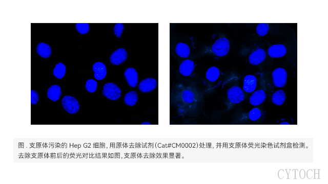 苏州细胞支原体预防试剂价格,支原体