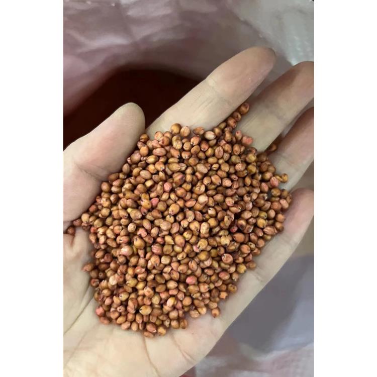 草籽早熟禾 大量花草種子 品質好