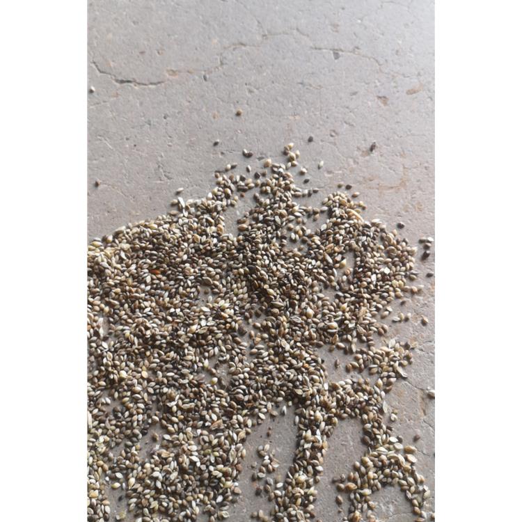 花草種子批發 高羊茅的草籽