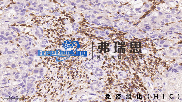 徐州多重*組化實驗流程 南京弗瑞思生物科技供應