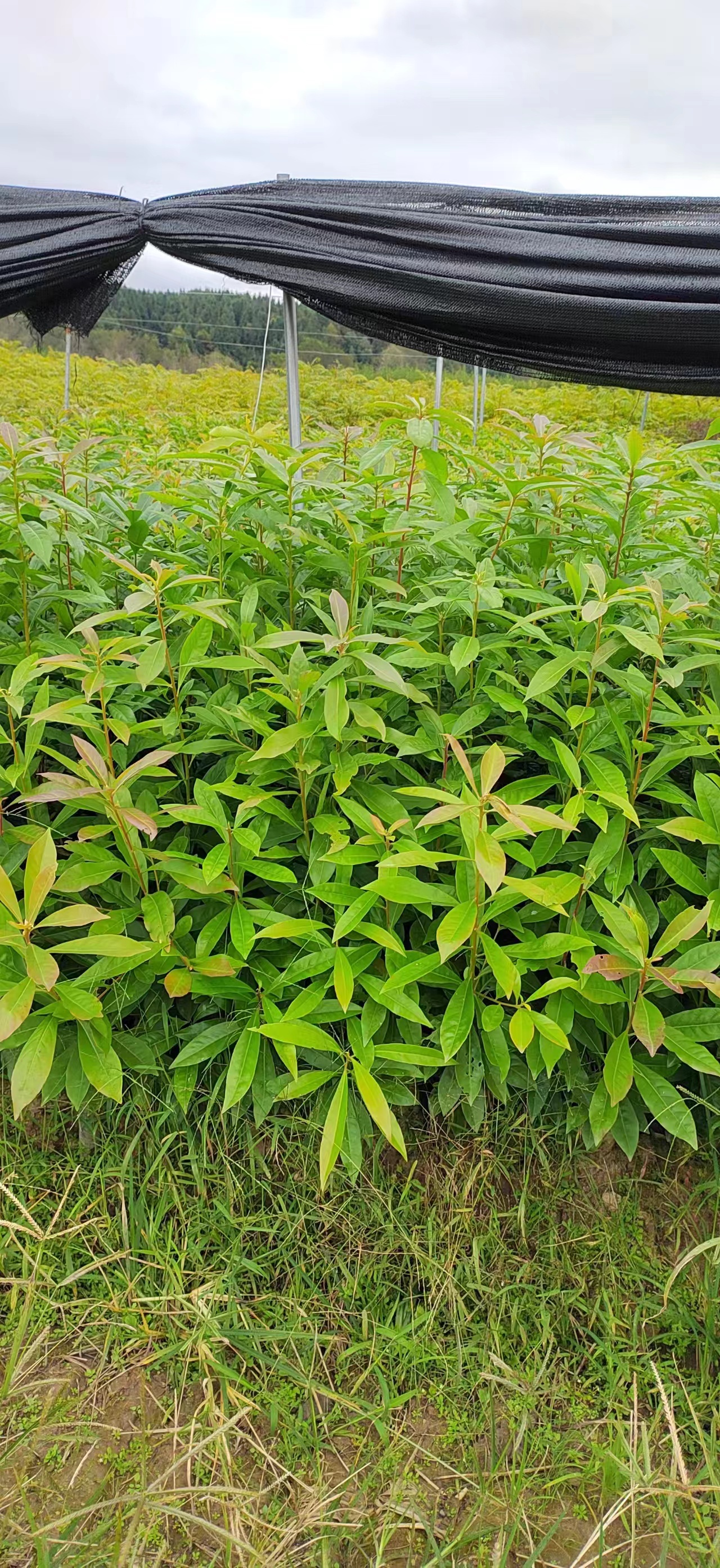 木荷杯苗哪里多 江西木荷杯苗價格 30-50高木荷袋苗價格
