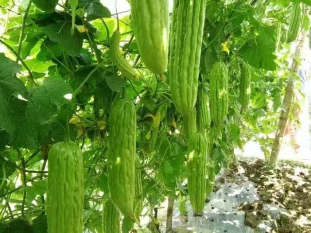 植物生长调节剂厂家,植物调节剂