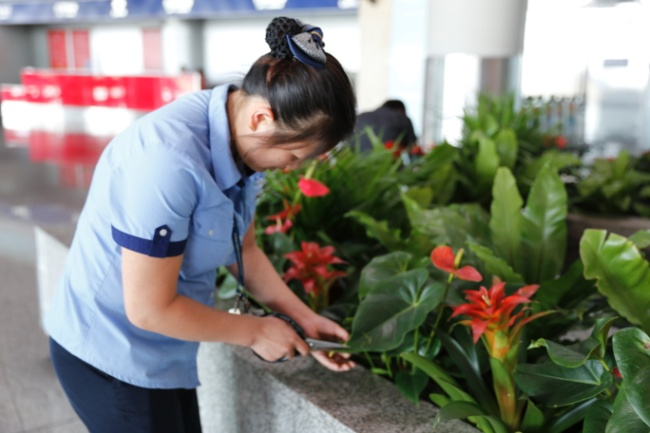閔行區綠化綠化綠植養護外包 上海華譽環境服務供應