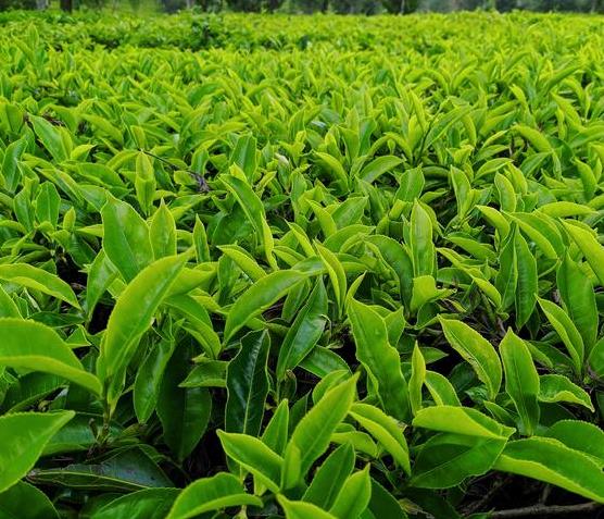 探索西安品茶自帶工作室：茶樹種植奧秘，品味古都茶文化之韻