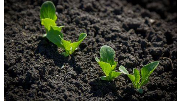 陜西蘆葦生物質炭 誠信為本 南京市智融聯科技供應