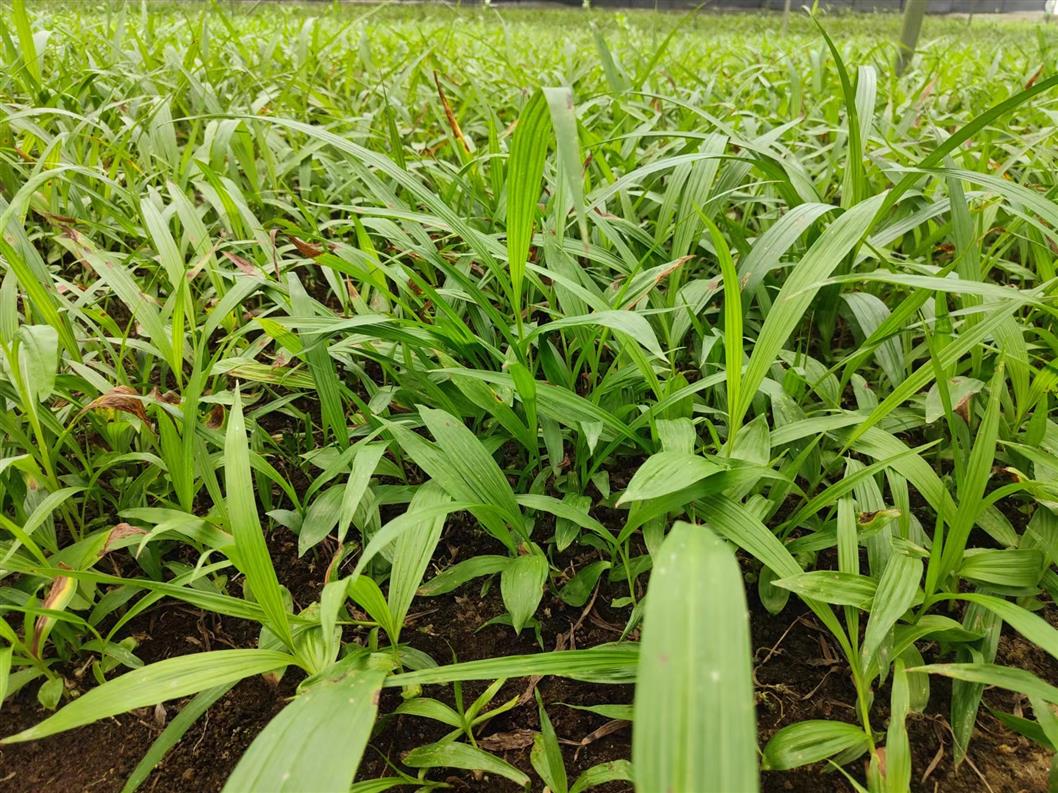 盐城宽叶白芨果荚