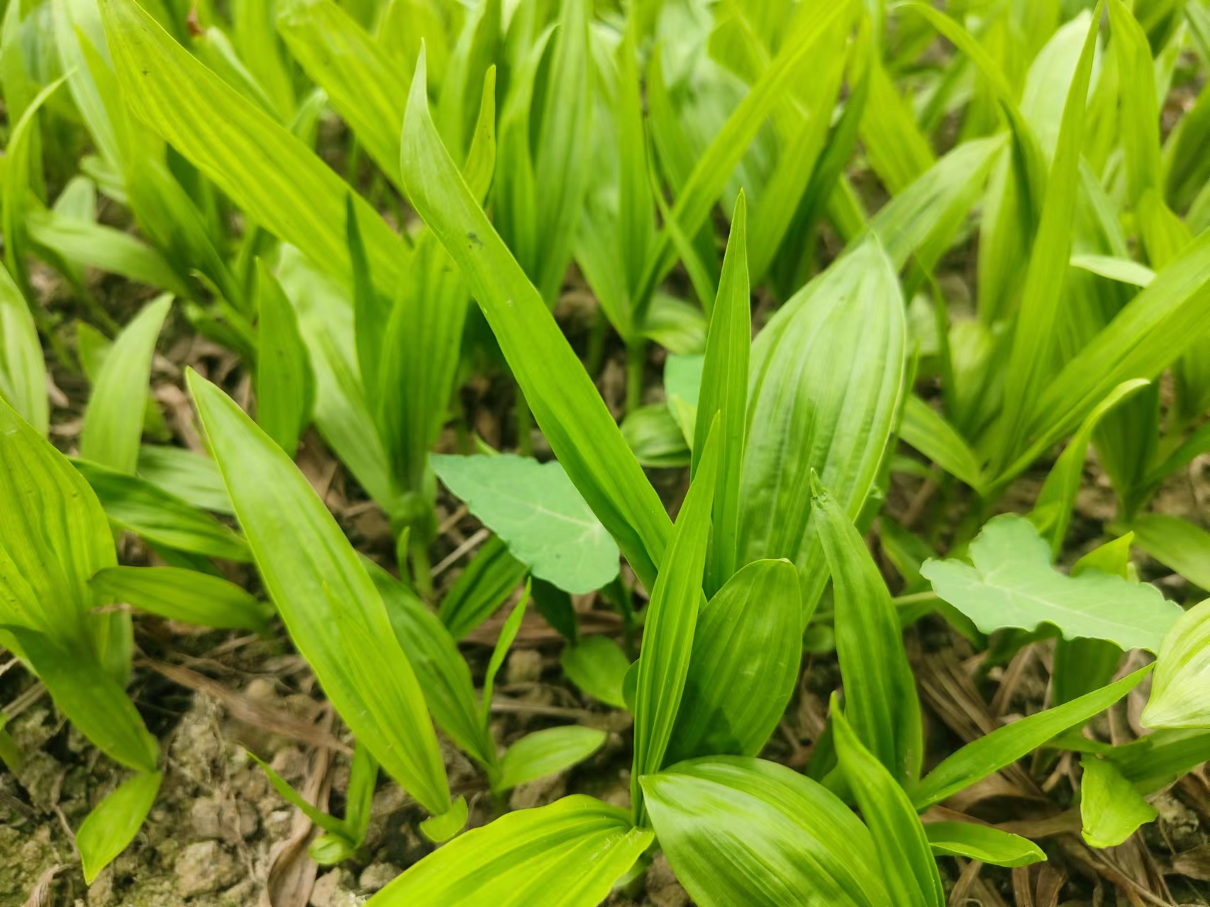 成都紫花白芨苗