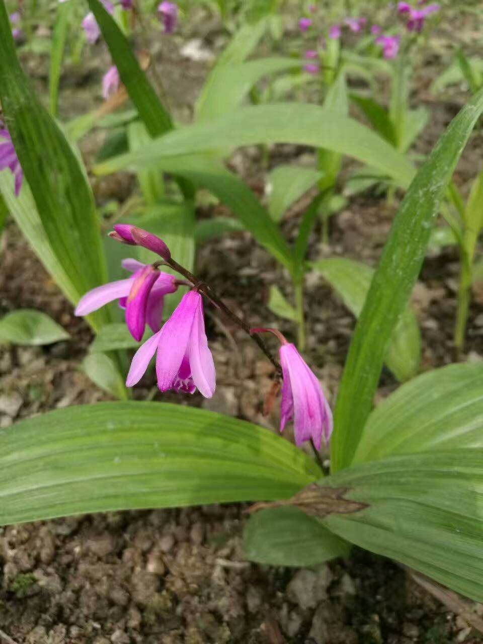 成都紫花白芨苗