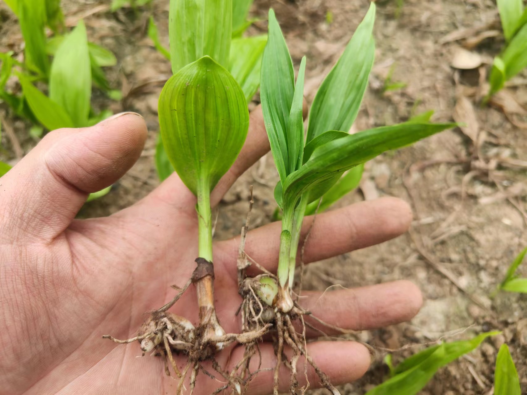 贺州白芨直播苗