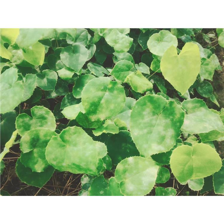 淫羊藿苗種植基地