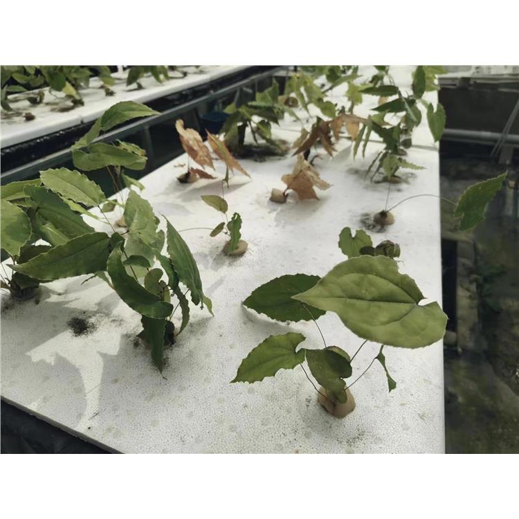 宜昌淫羊藿籽價格