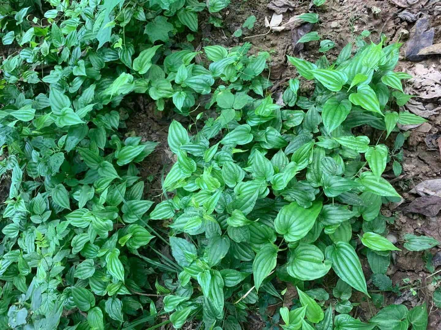 湘潭红花百部小苗