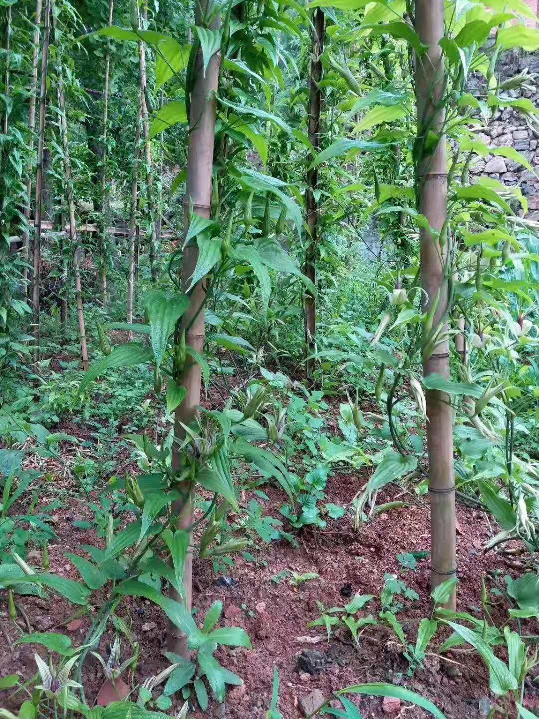 自贡白花百部小苗