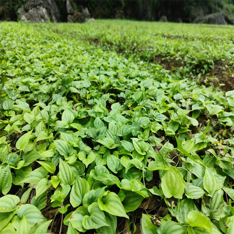 樂(lè)山百部小苗