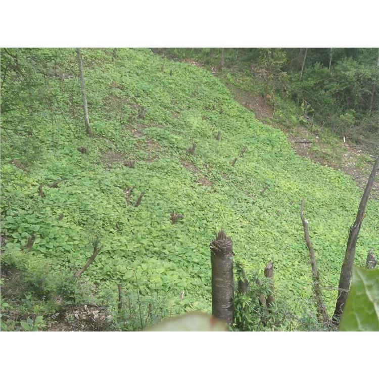 天門山區中藥材種植合作