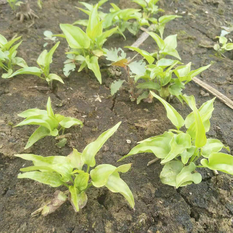 渭南药用百部小苗