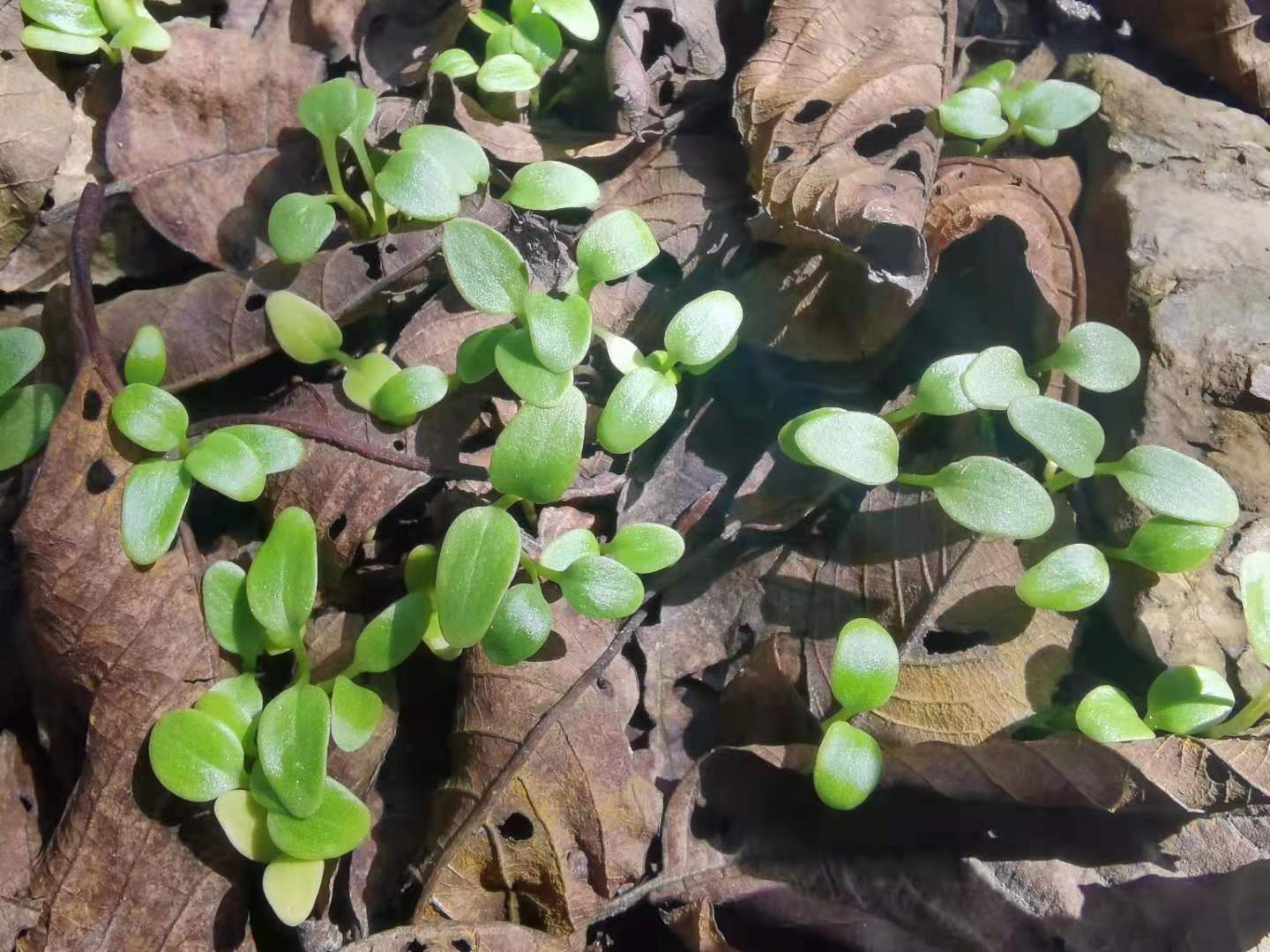 邵阳中药材种植