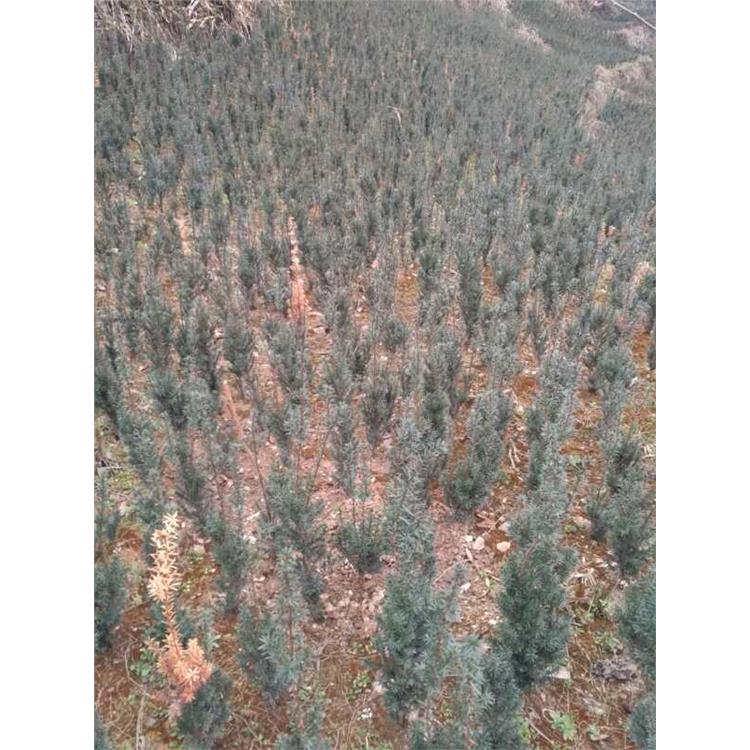 漢中有前景的中藥材種植