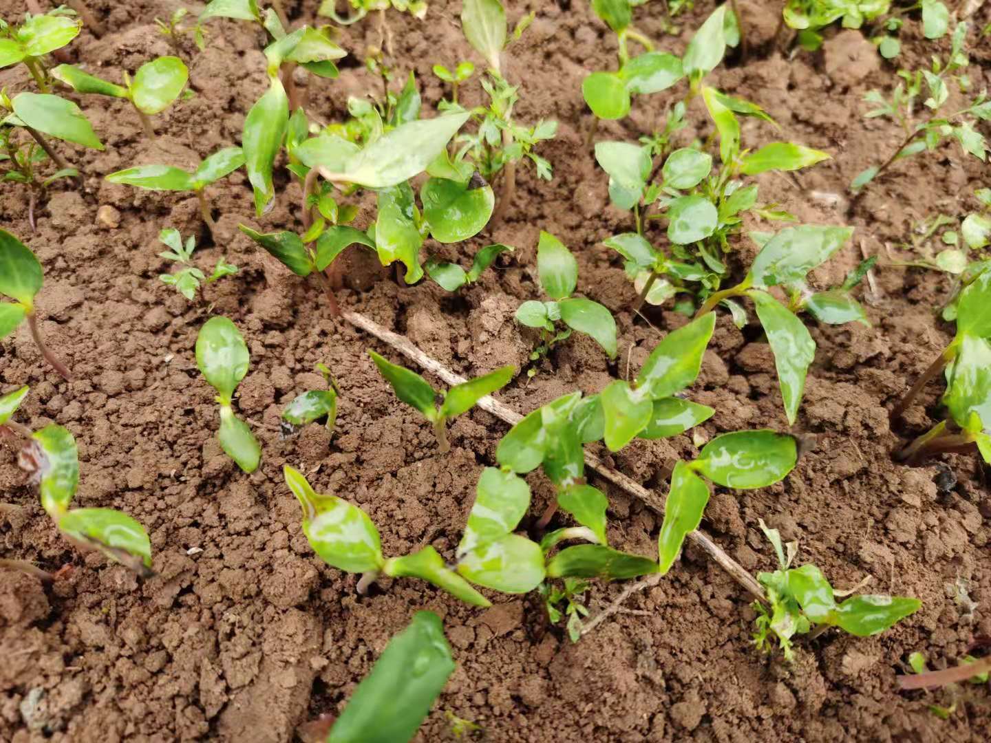 容易种植中药材种植基地