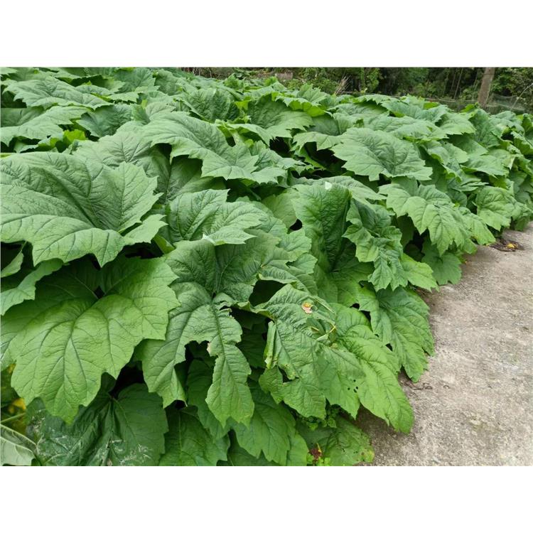 荊州山區(qū)中藥材種植