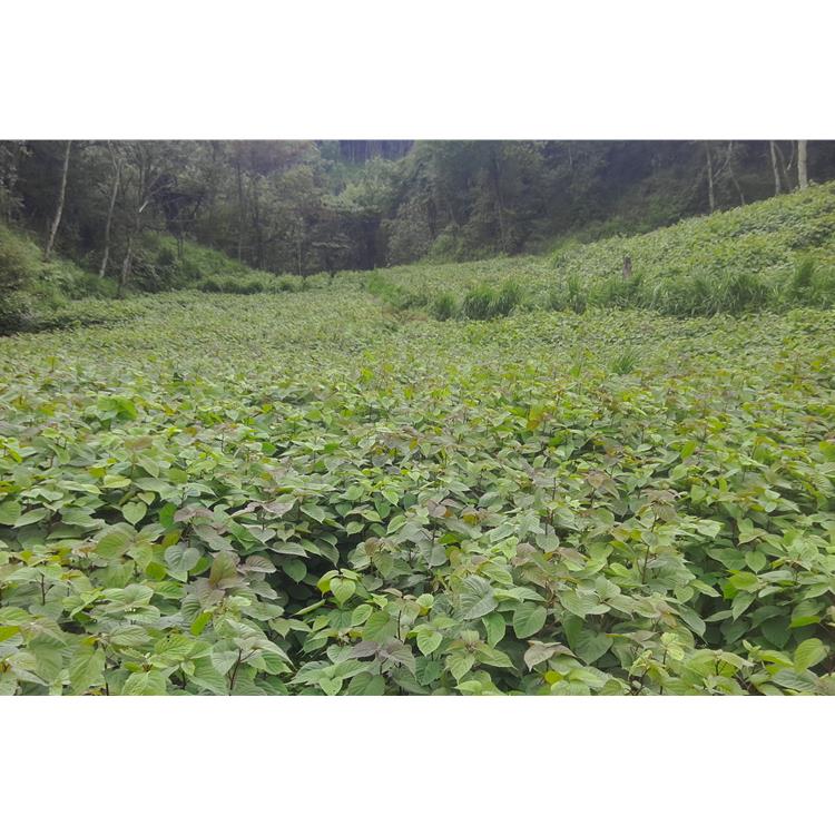 南充容易種植中藥材種苗