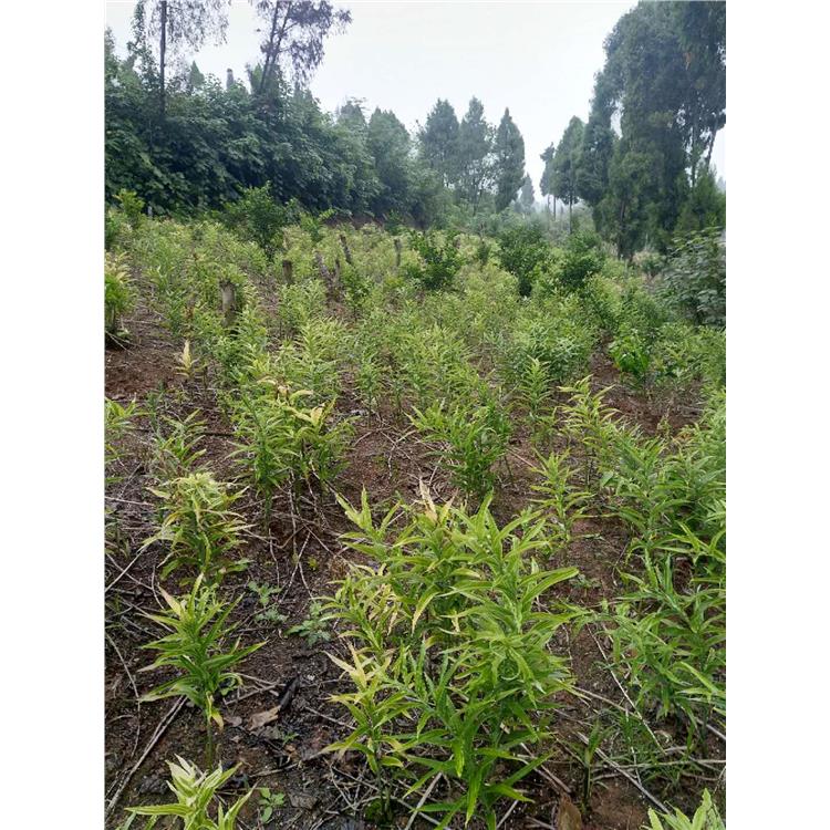 鄂州值錢的中藥材種植