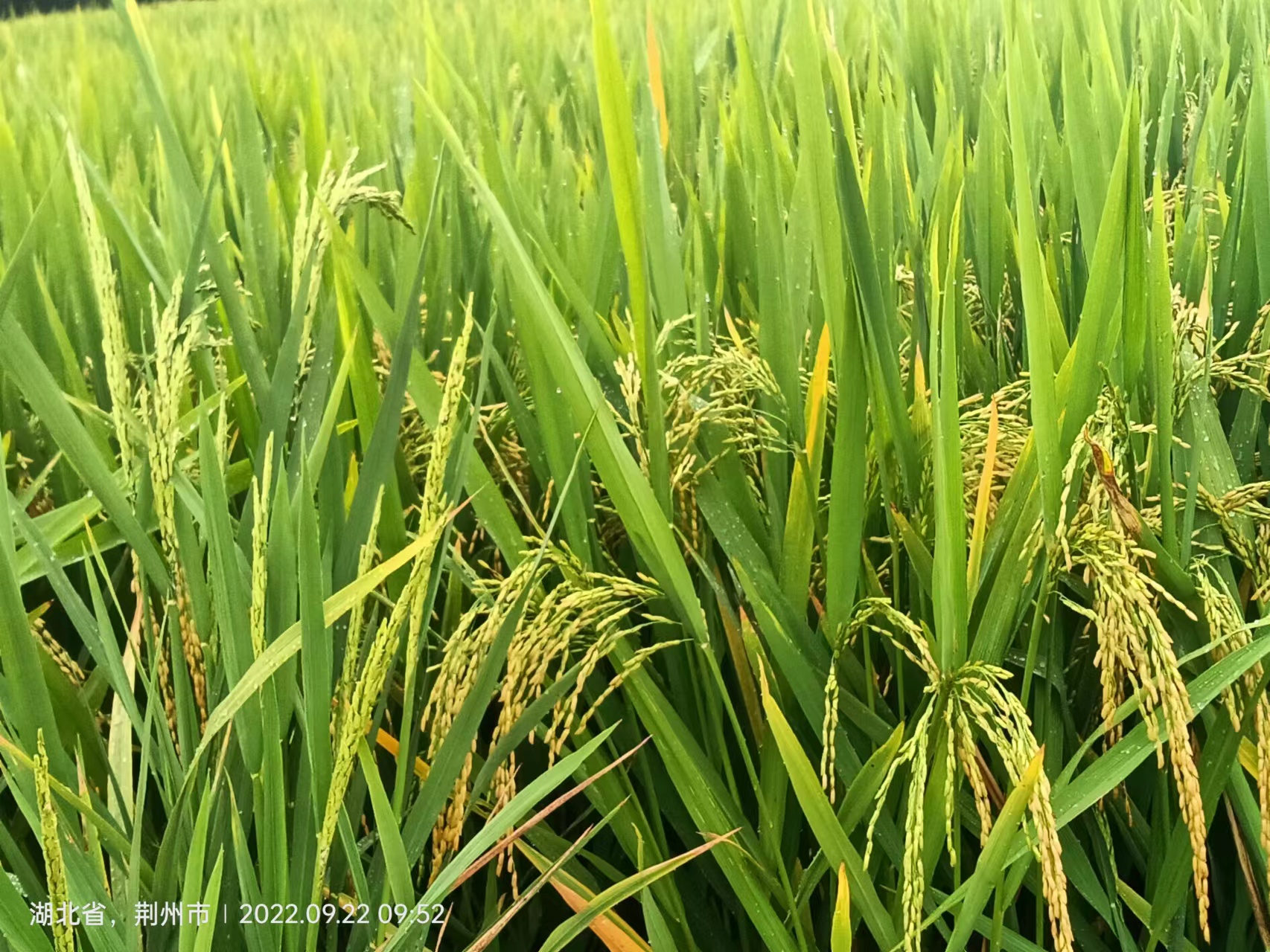 湖北农家荆州大米如何获得,荆州大米