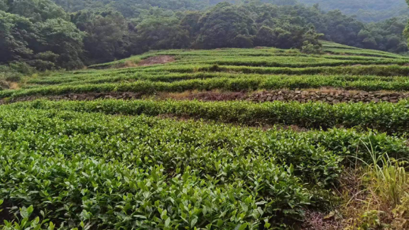 浙江鳳山九天岙綠茶零售 信息推薦 寧波平**杉茶業供應