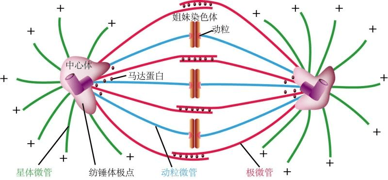 上海哺乳动物纺锤体透明带 上海嵩皓科学仪器供应