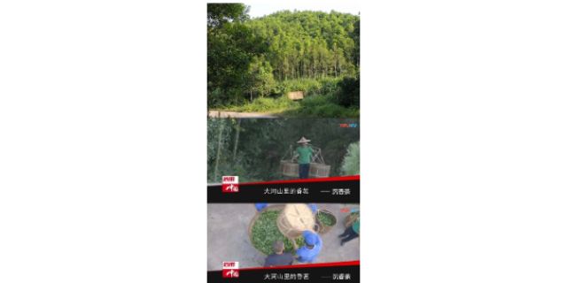 陽春大河山沉香茶的作用 陽春大河山生態農業產業供應