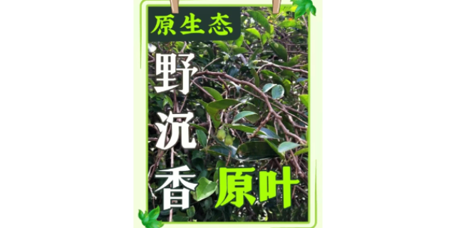 清远沉香茶厂家,沉香茶