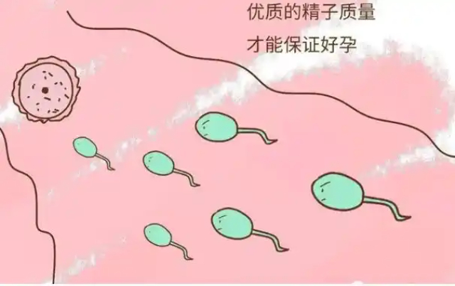 北京全自动化精子分析精确温度控制,精子分析